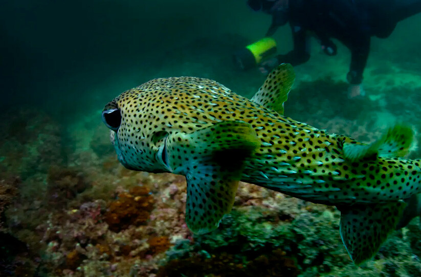 Hotel en Ixtapa con tour de buceo